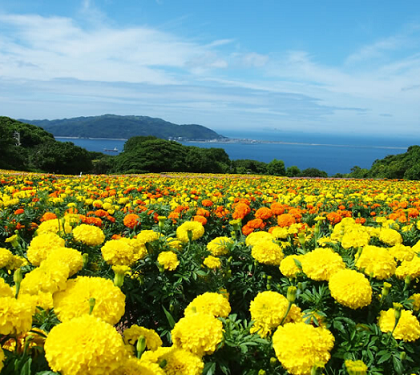 3. Nokonoshima Island.png